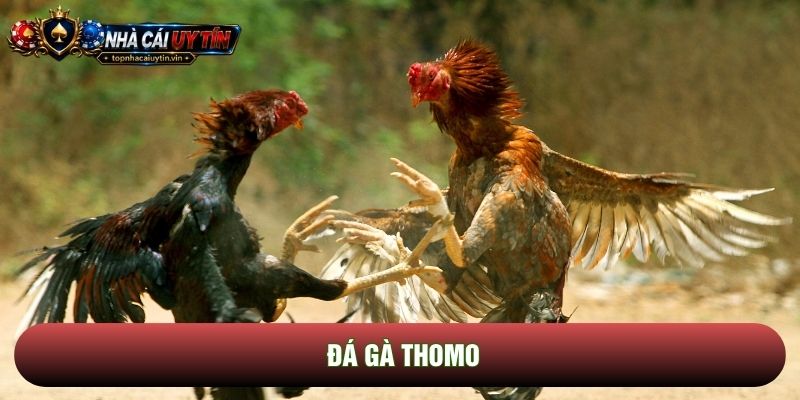 Đá Gà Thomo: Đấu Trường Rực Lửa Và Sức Hút Từ Những Cú Đá