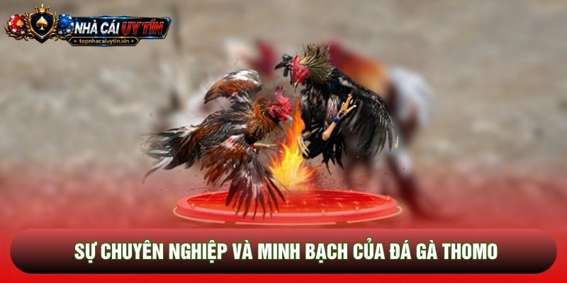 Sự chuyên nghiệp và minh bạch của đá gà thomo Sự chuyên nghiệp và minh bạch của đá gà thomo